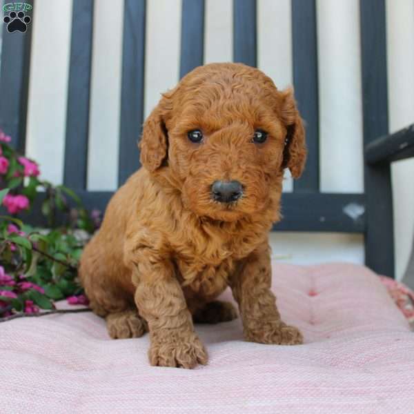 Abigail, Mini Goldendoodle Puppy